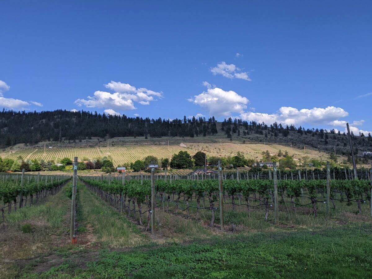 View from grassy area looking towards sloping vineyard, in front of forested mountain
