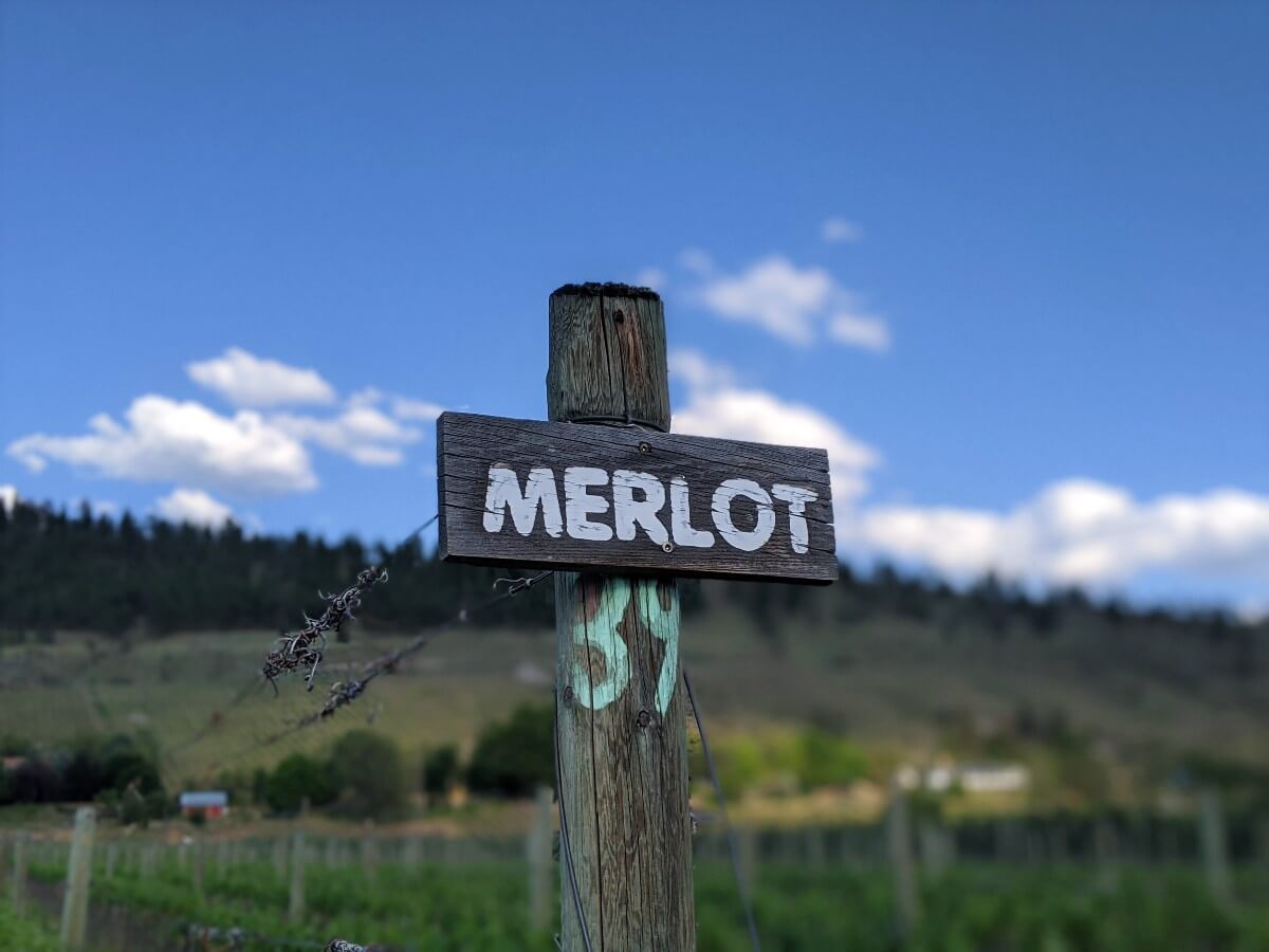 Close up of wooden Merlot sign in Four Shadows vineyard, with sunny sky and blurred background