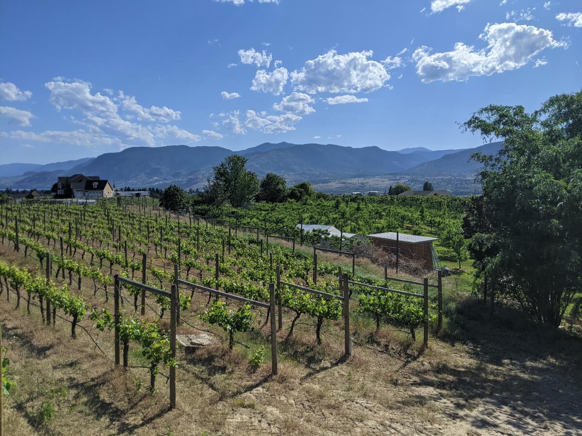 View of vineyard rows from Thee Sisters Winery, with rolling hills in the background