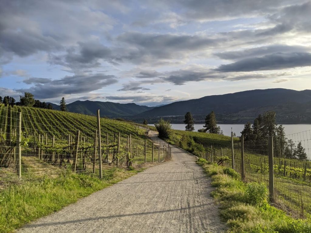 Dirt path leading away from camera through vineyards towards edge of lake below