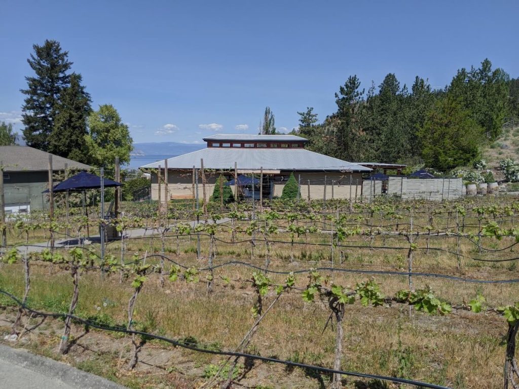 Small leaves on multiple rows of  vines in front of single story La Frenz Winery building in Penticton