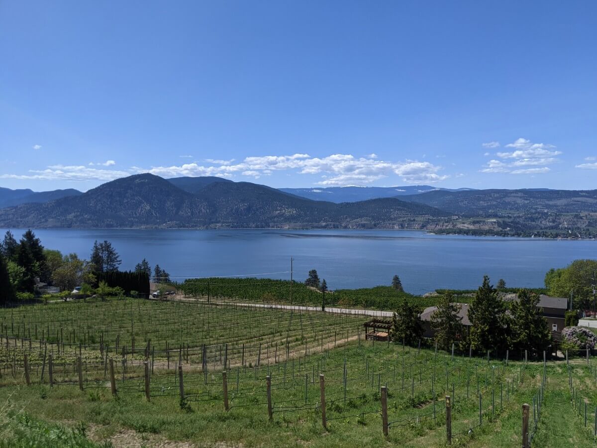 View looking down on sloping vineyards, which are backdropped by Okanagan Lake and the mountains beyond