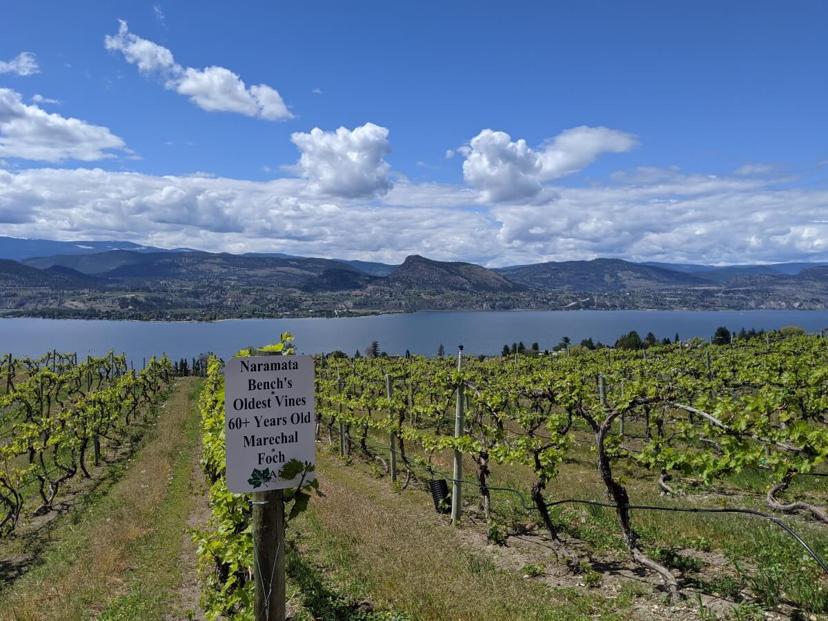 Looking down on vineyards that slope towards Okanagan Lake. There is a sign on the end of one of the vineyards that states 'Naramata Bench's Oldest Vines, 60+ Years Old Marechal Foch'