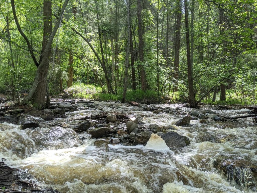 View of Naramata Creek rushing towards camera, with small rapids and cascades, backdropped by forest