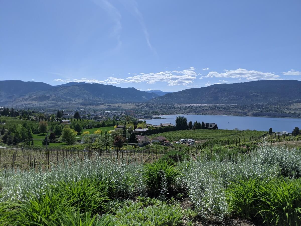 Looking down on rolling landscape of vineyards, trees and orchards, leading to the city of Penticton and Okanagan Lake, backdropped by mountains