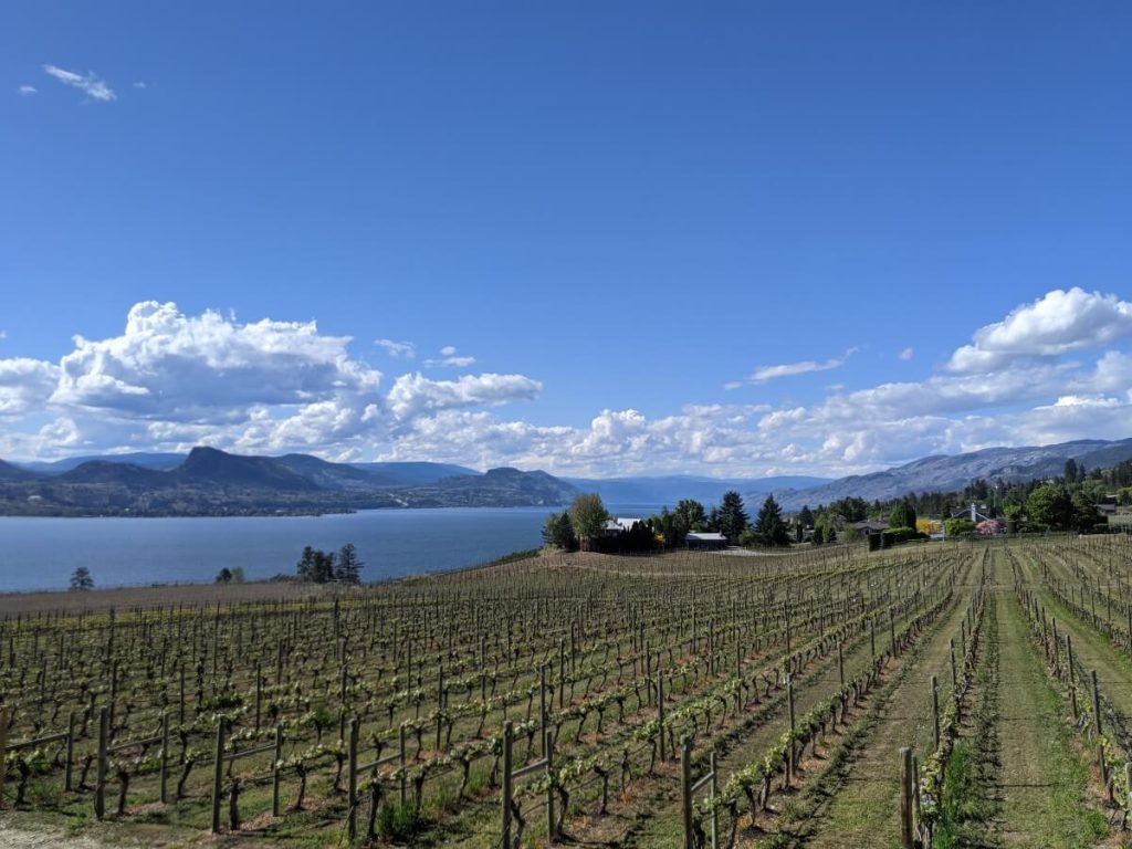 Looking across rows of vines at Moraine Winery on the Naramata Bench, with Okanagan Lake and surrounding mountains in background