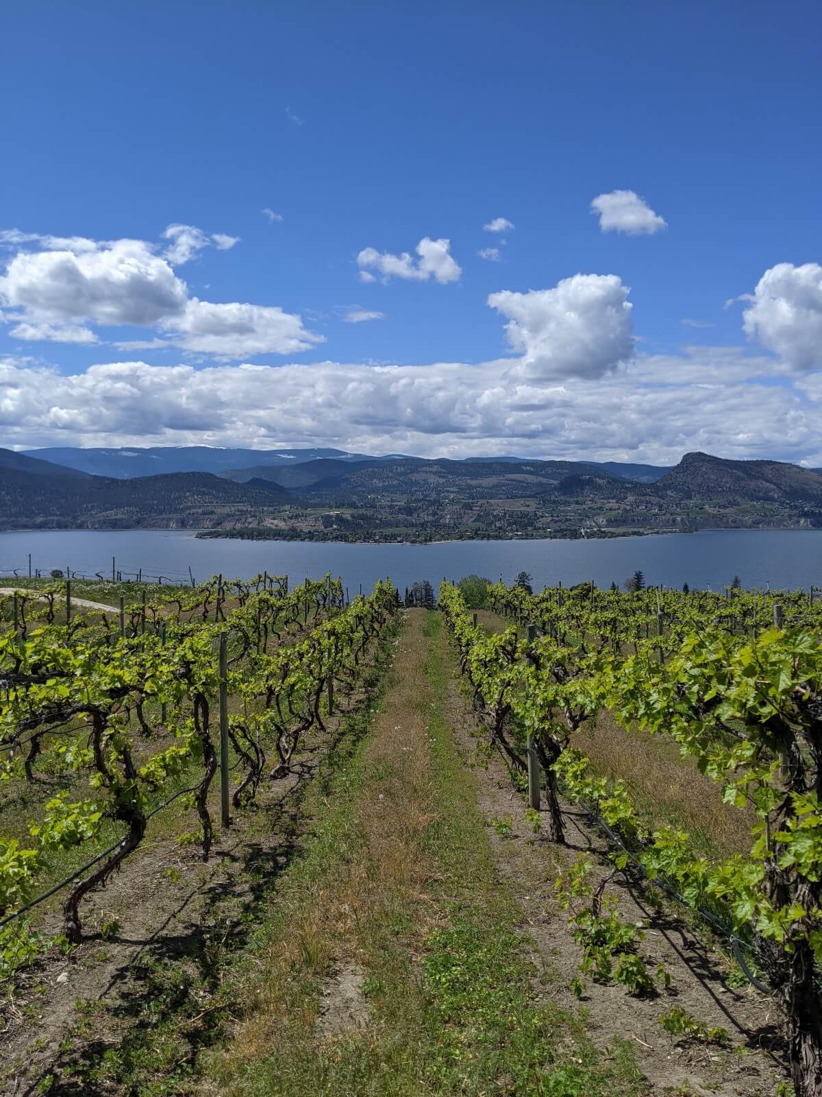 Looking down vineyard row towards Okanagan Lake below bluffs, with mountains terrain in background