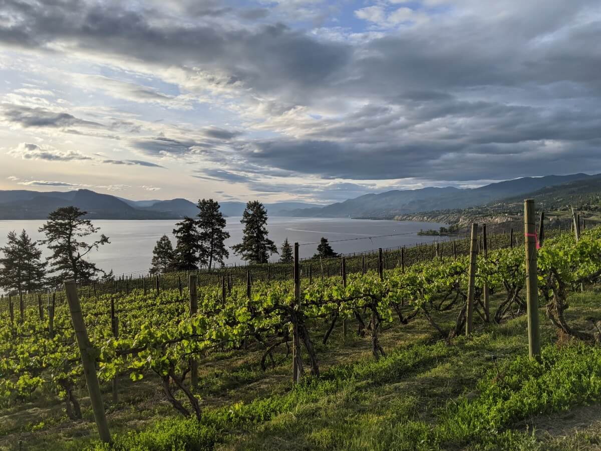 Beautiful view of sloping vineyard from Kettle Valley Railway trail on the Naramata Bench, with Okanagan Lake below, surrounded by rolling hills and mountains