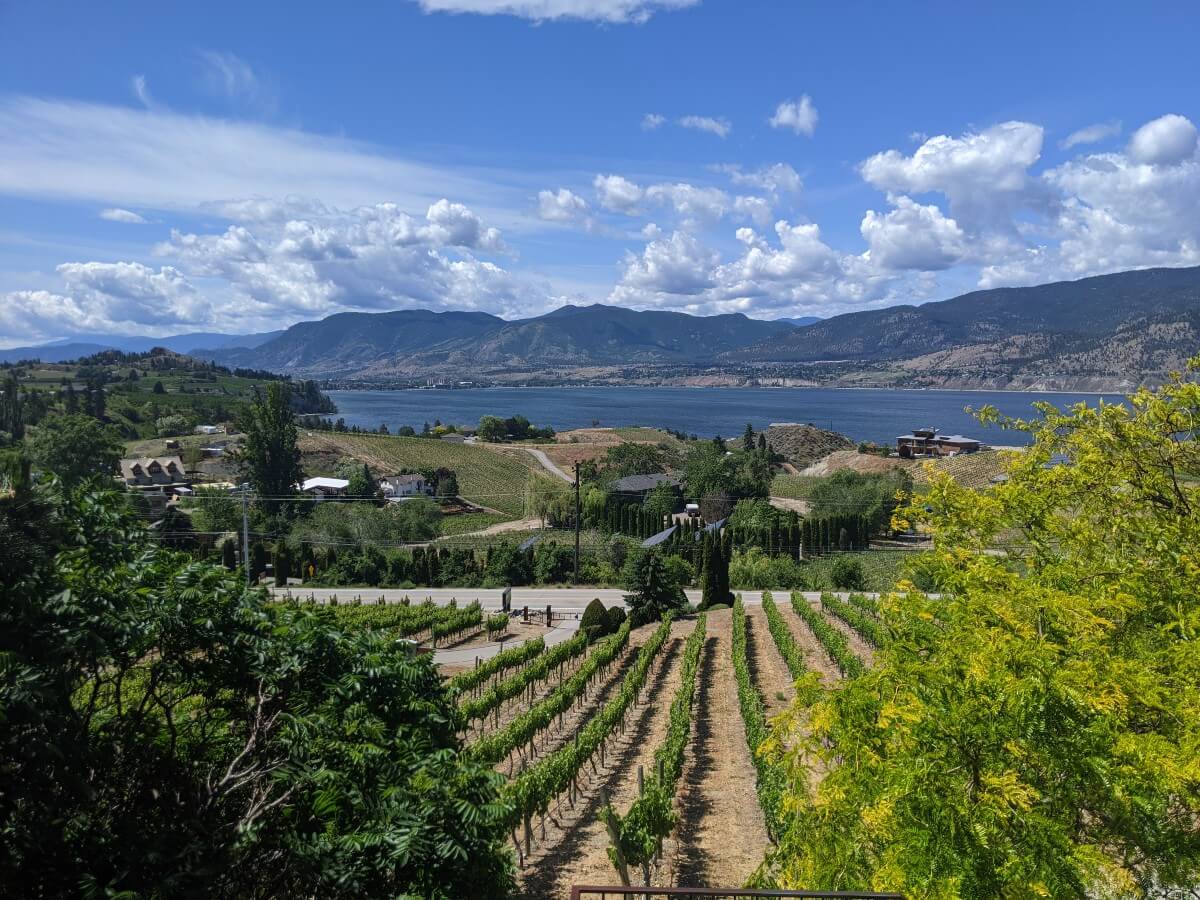 Looking down onto a tree surrounded vineyard, which slopes towards the min road. Beyond the road is a collection of houses, and beyond that, Okanagan Lake and the surrounding mountains
