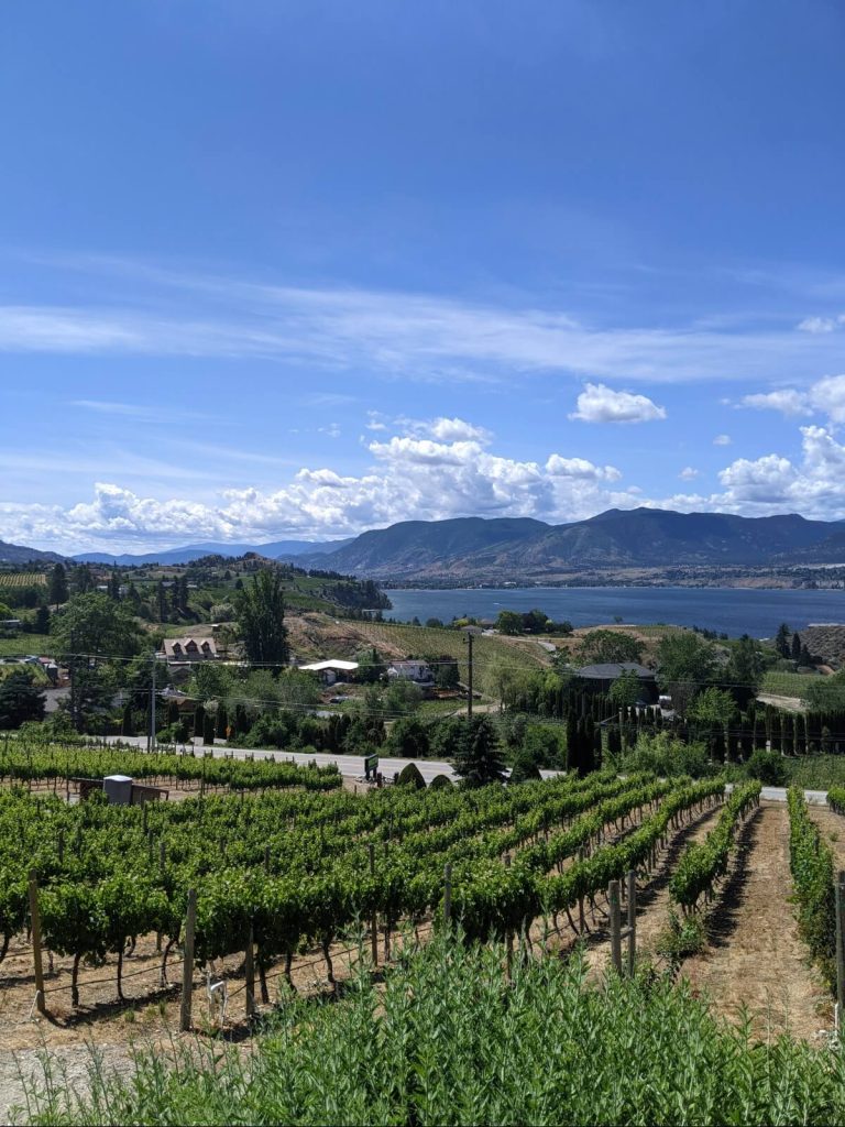 Green vine rows leading to a road. Over the road are houses with more vine rows. Okanagan Lake forms the backdrop