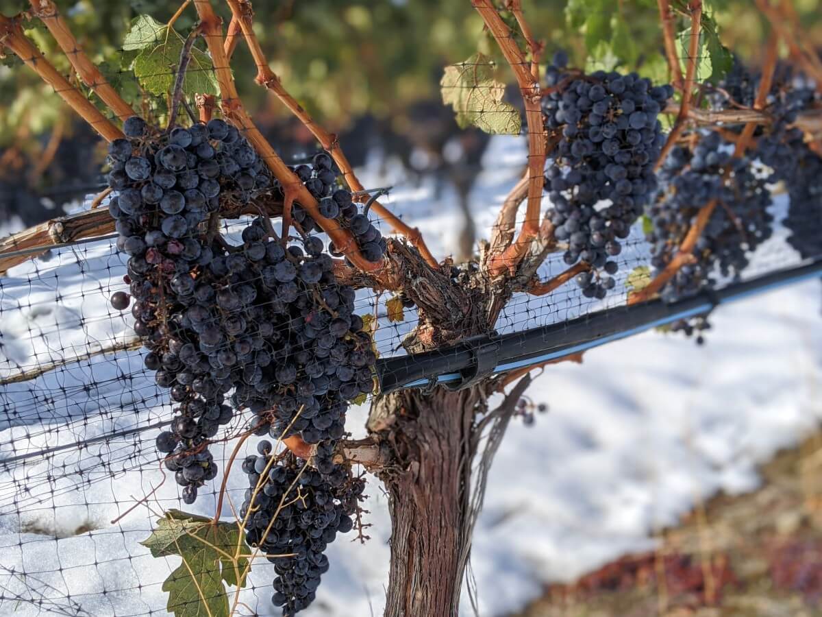 Through fence view of ripe wine grapes on vines, with snow visible on the ground