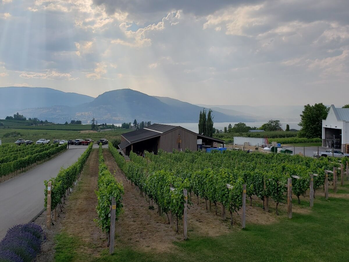 Little Engine Wines building from approach road with sloped vineyard leading to one storey tasting room building, Okanagan Lake visible in background