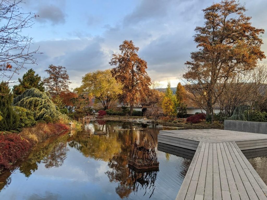 Ikeda Japanese Garden in Penticton, with pond on left, wooden walkway on right and autumnal trees in background. The trees are reflected in the pond