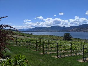 Vineyard and lake view on the Naramata Bench