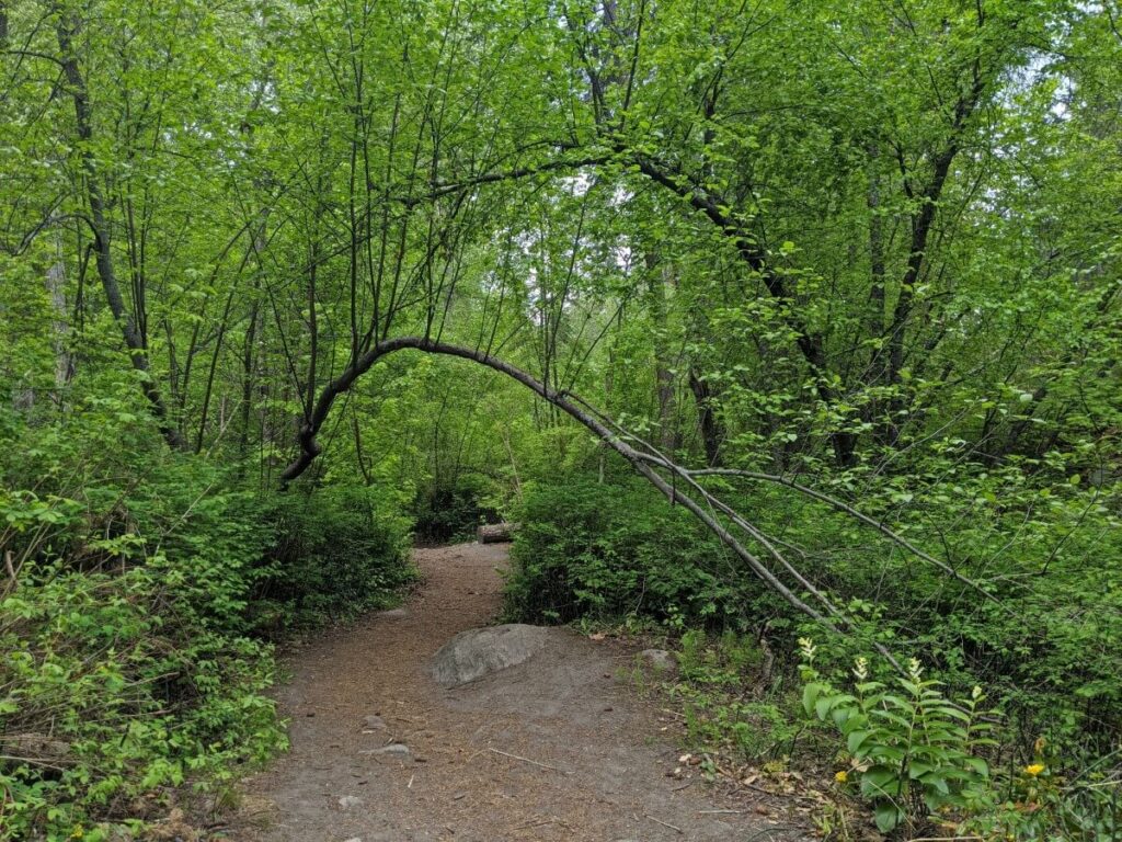 Trail view of flat path through forest with green leaves above, one tree branch is sloping down towards the path