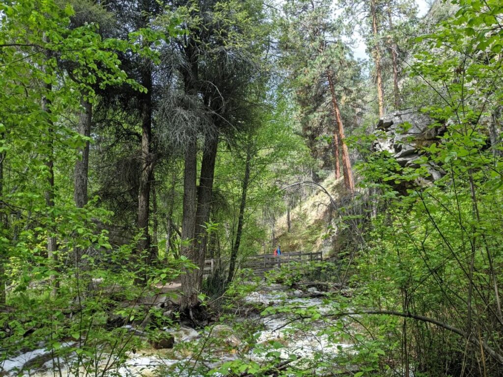 Distant view of man crossing wodoen bridge on Naramata Creek Falls Trail, with forest in foreground