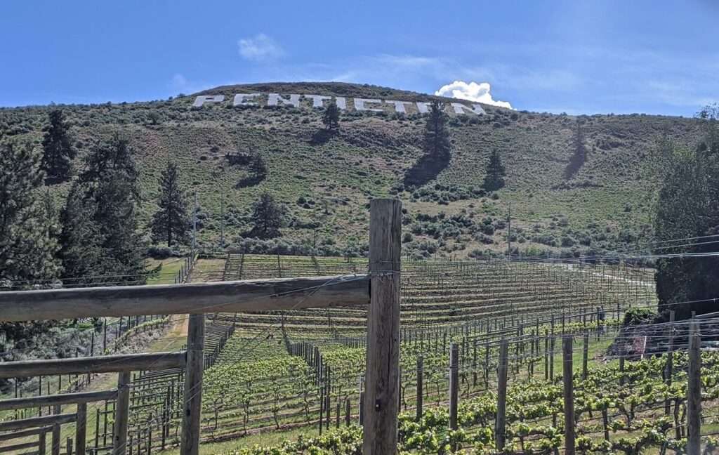 Looking through a fence and vineyard to grassy Munson Mountain above, with white Penticton letters 