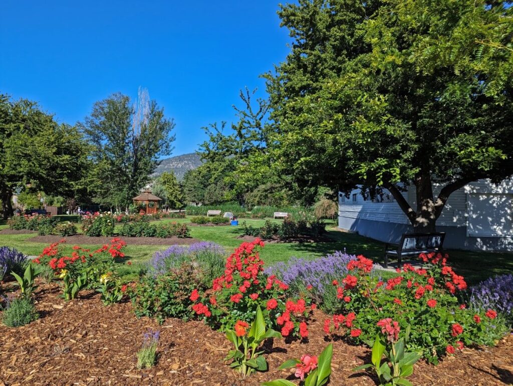 June view of the Penticton rose garden with flowers in bloom in foreground and green rose bushes in background, scattered trees