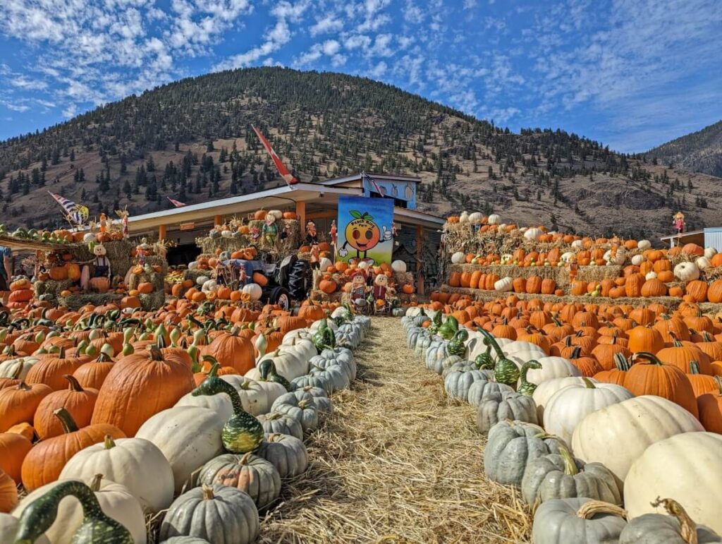 Huge display of many different coloured pumpkins at Peach King stand in Keremeos, with dry hills behind