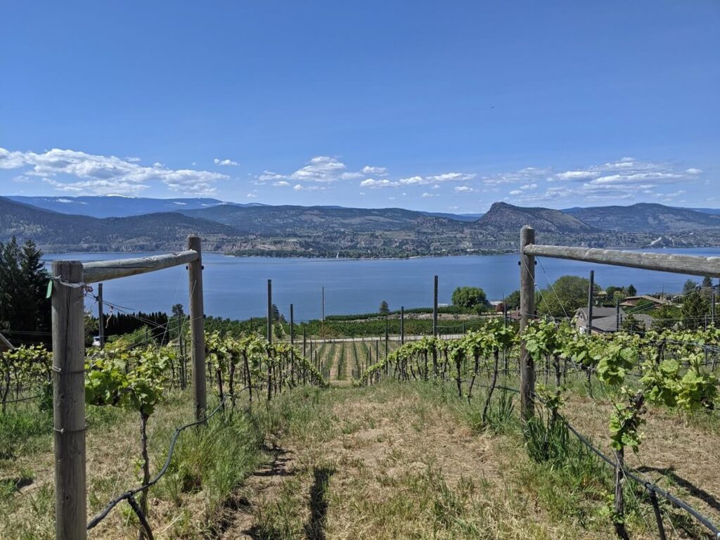 Looking down row of vineyards at Foxtrot Vineyards, with Okanagan Lake in the background