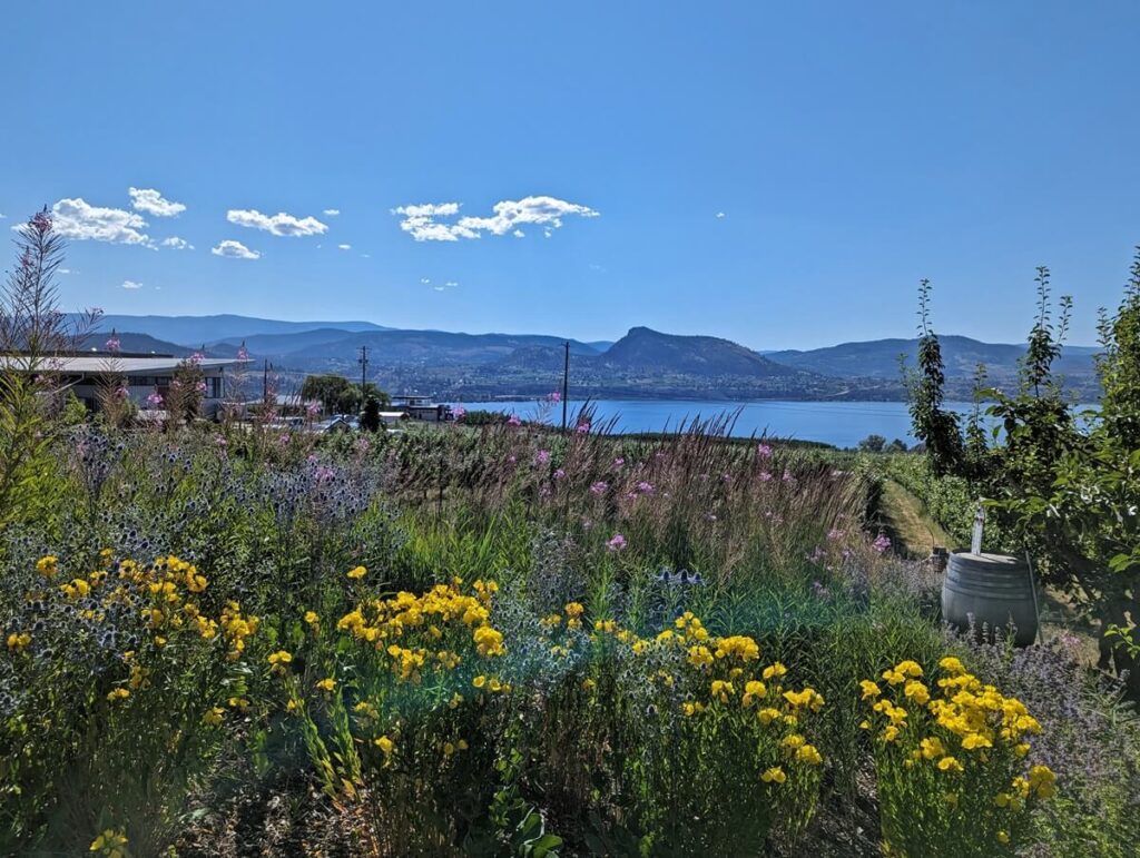Looking over Joie Farm garden with yellow flowers and other wildflowers in front of sloping vineyard, Okanagan Lake in background