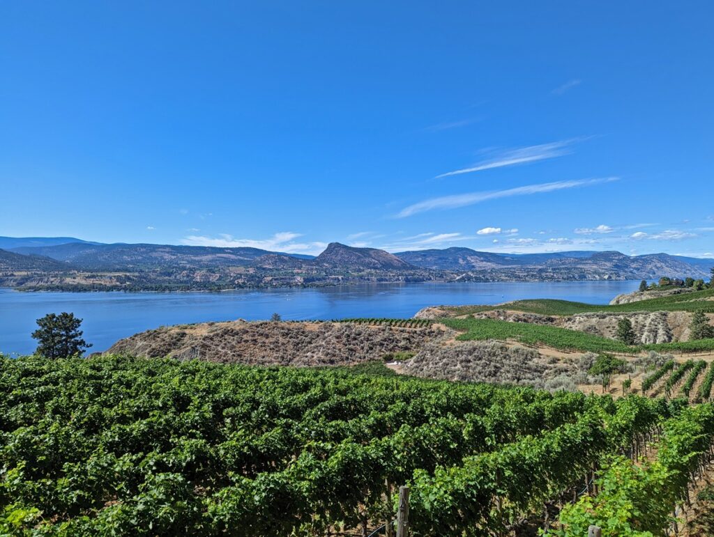 Looking across vineyards to rolling hills and other vineyards to Okanagan Lake and surrounding mountains (Naramata Bench)