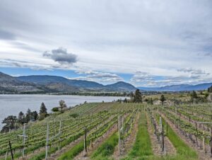 Pentâge Winery views across sloping vineyard, with Skaha Lake on left and forested mountains in distance