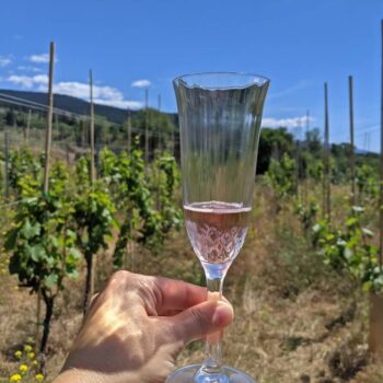 Bella Winery