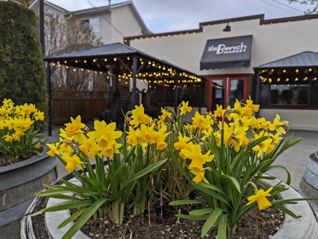 Close up of yellow daffodils in front of the Bench Market building in Penticton