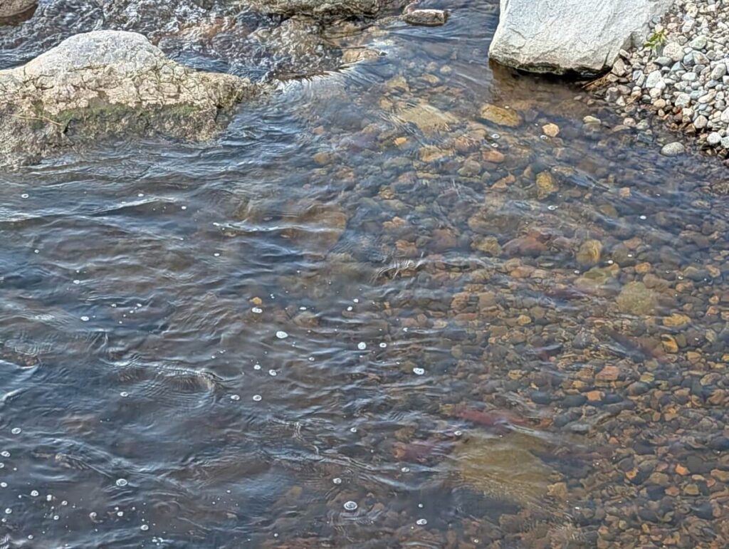 Looking down into the creek to see bright red kokanee salmon swimming
