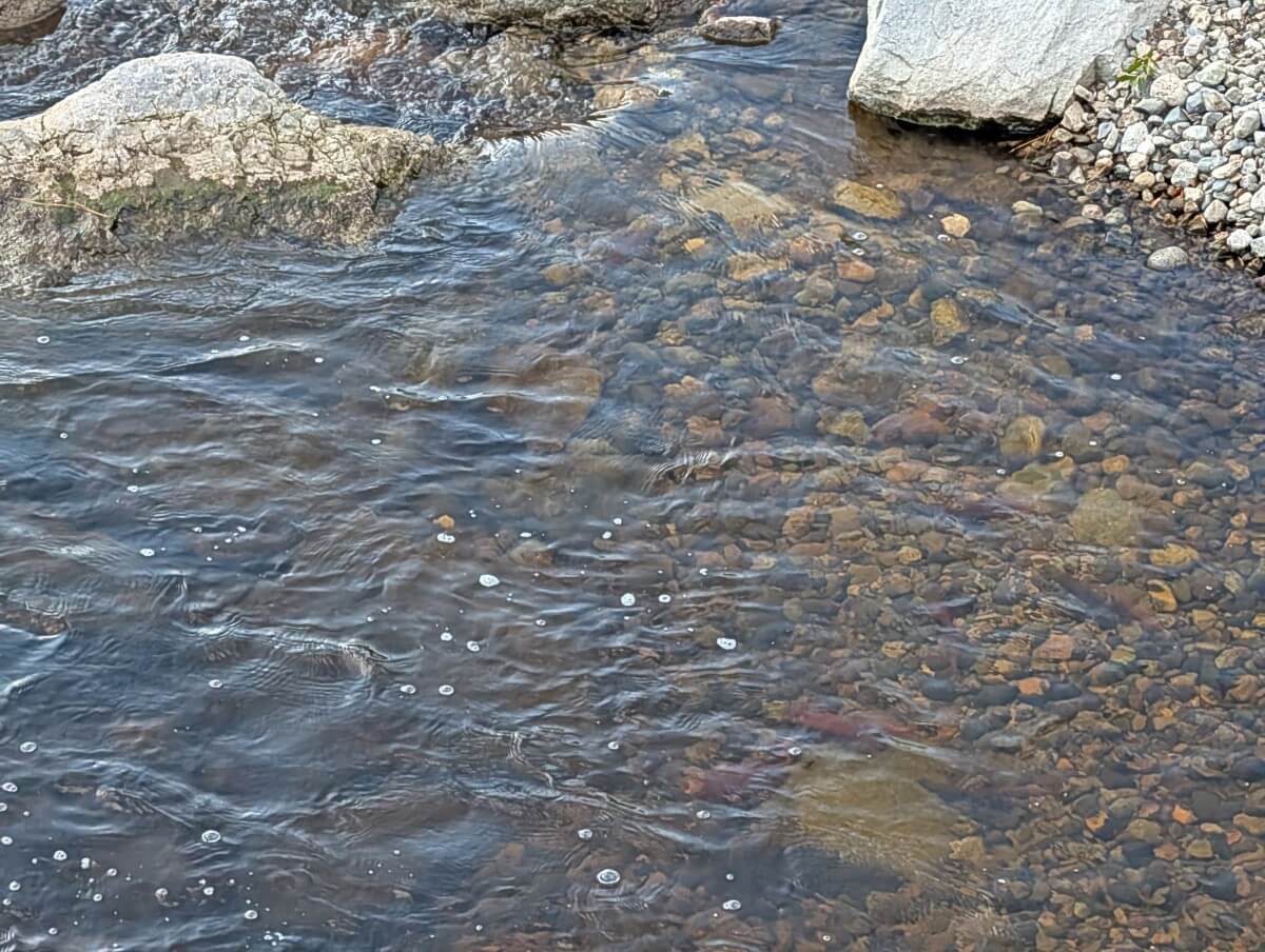 Looking down into the creek to see bright red kokanee salmon swimming
