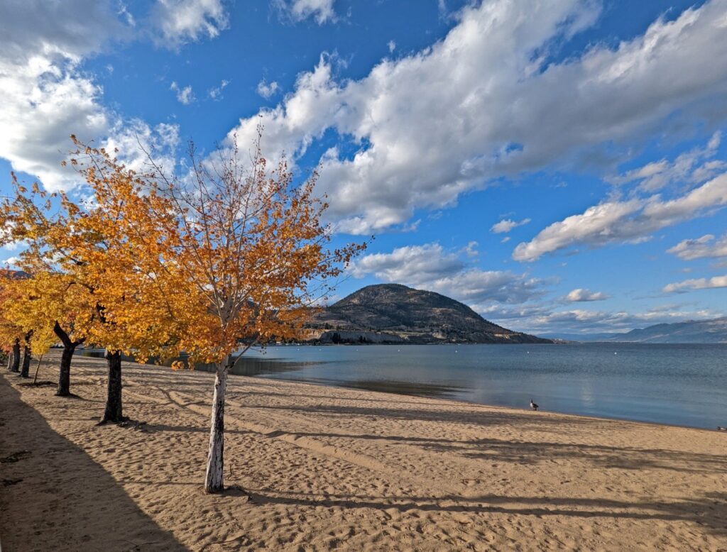 A line of orange leaf trees sit parallel next to calm Okanagan Lake in Penticton