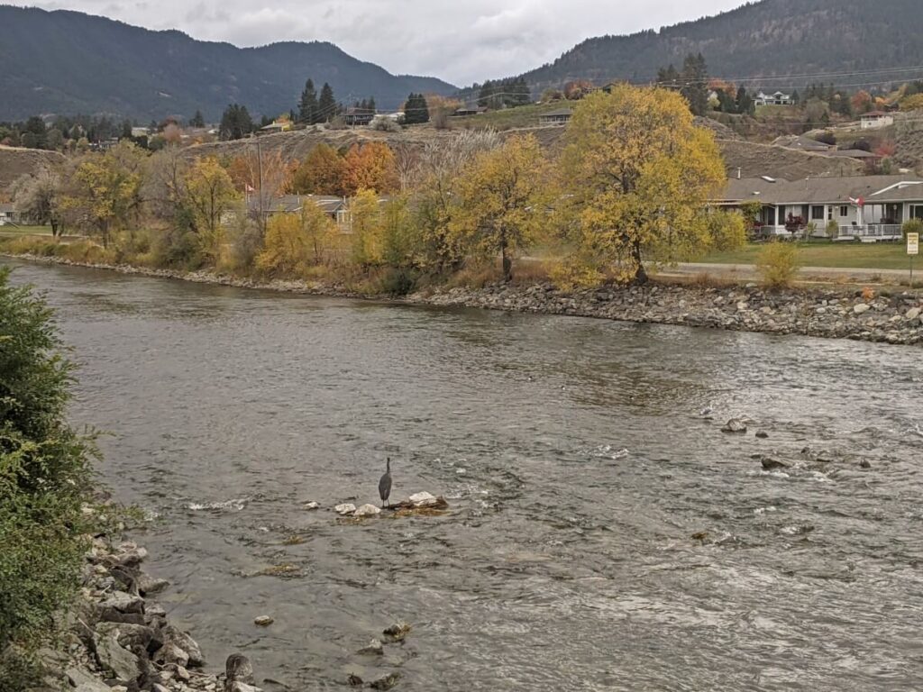 Okanagan River Channel view, a wide river lined by autumnal coloured trees on other side. There is a heron sitting on a rock in the middle of the river