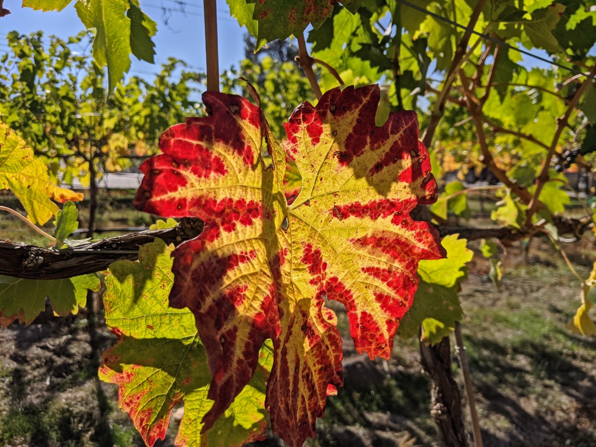 Close up of vine leaf turning from green to red in Penticton vineyard