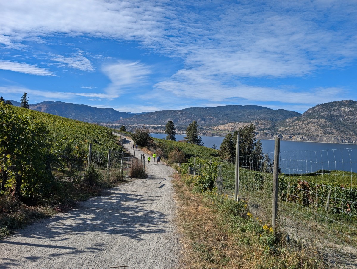 Looking down dirt KVR Trail, which lined by fences and vineyards, with Okanagan Lake and forested mountains visible in the background