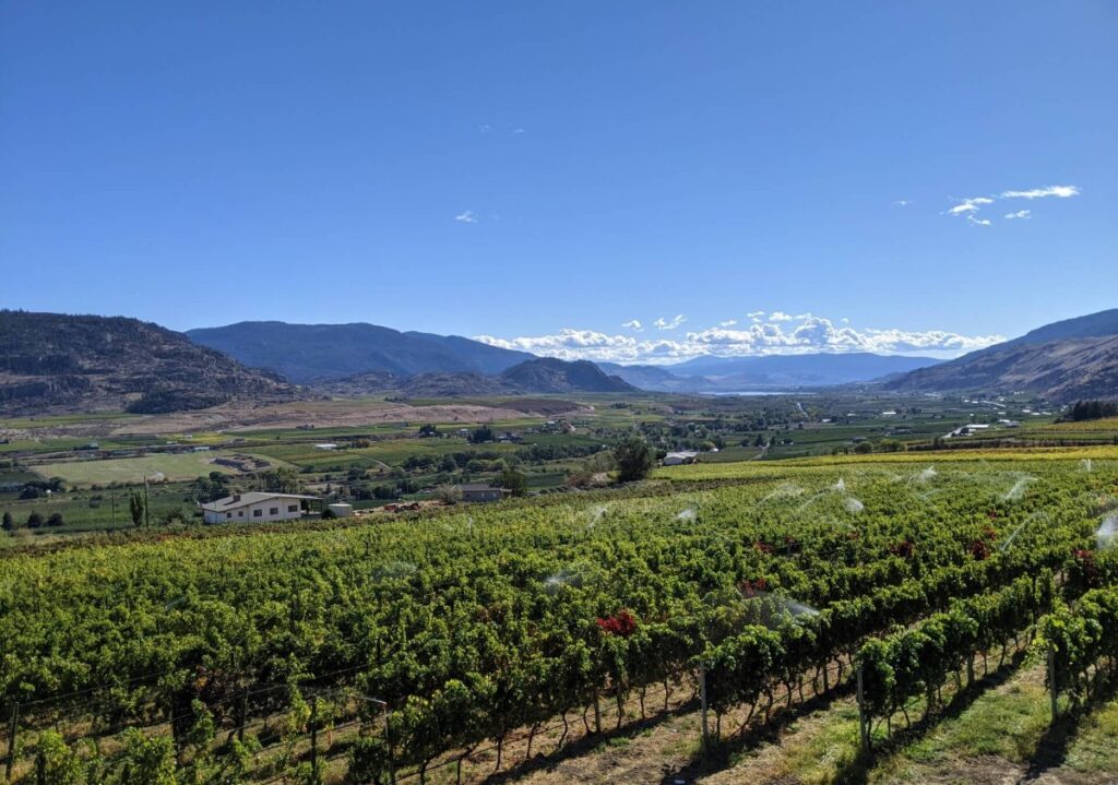 Looking across CheckMate's vineyards, with vines being watered and beautiful valley and lake views in background