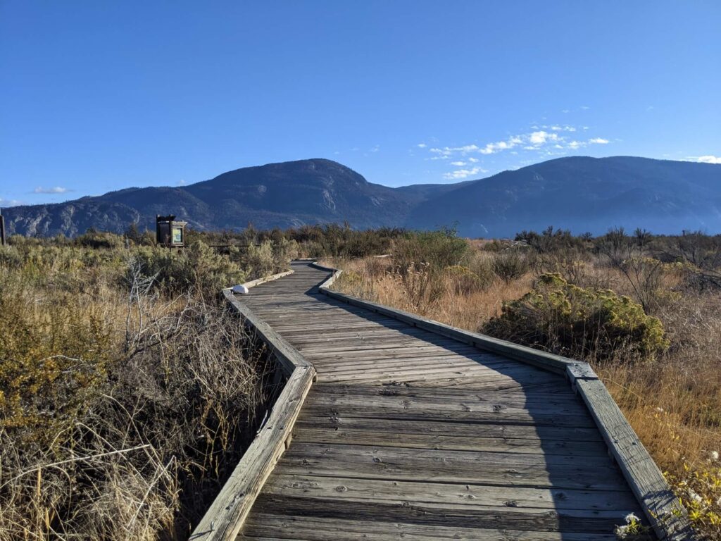 Low angle view of wooden boardwalk leading away from camera through desert landscape