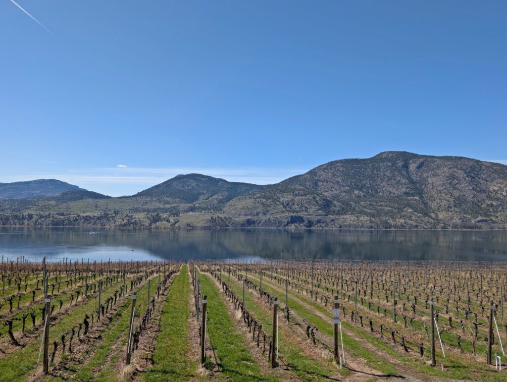 Rows of vines at Painted Rock Winery with lake and mountain views in the background