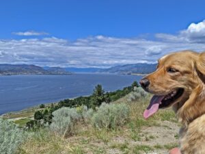 Dog friendly penticton header