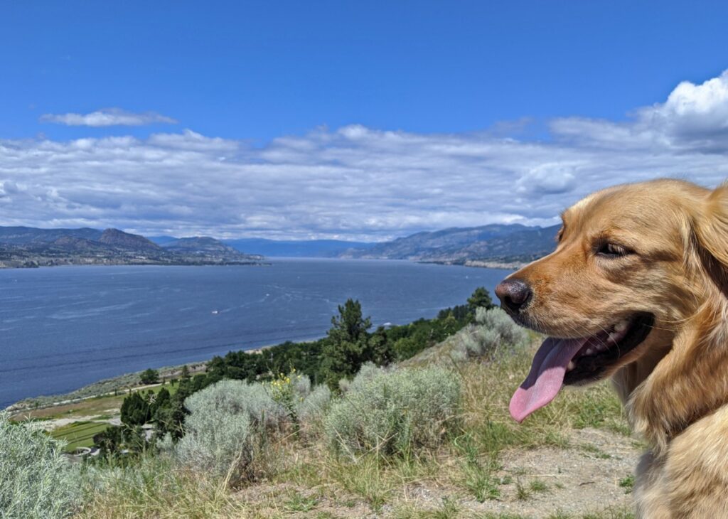 View of Okanagan Lake from Munson Mountain in Penticton, with the head of a golden retriever in frame on right hand side, looking out at the views