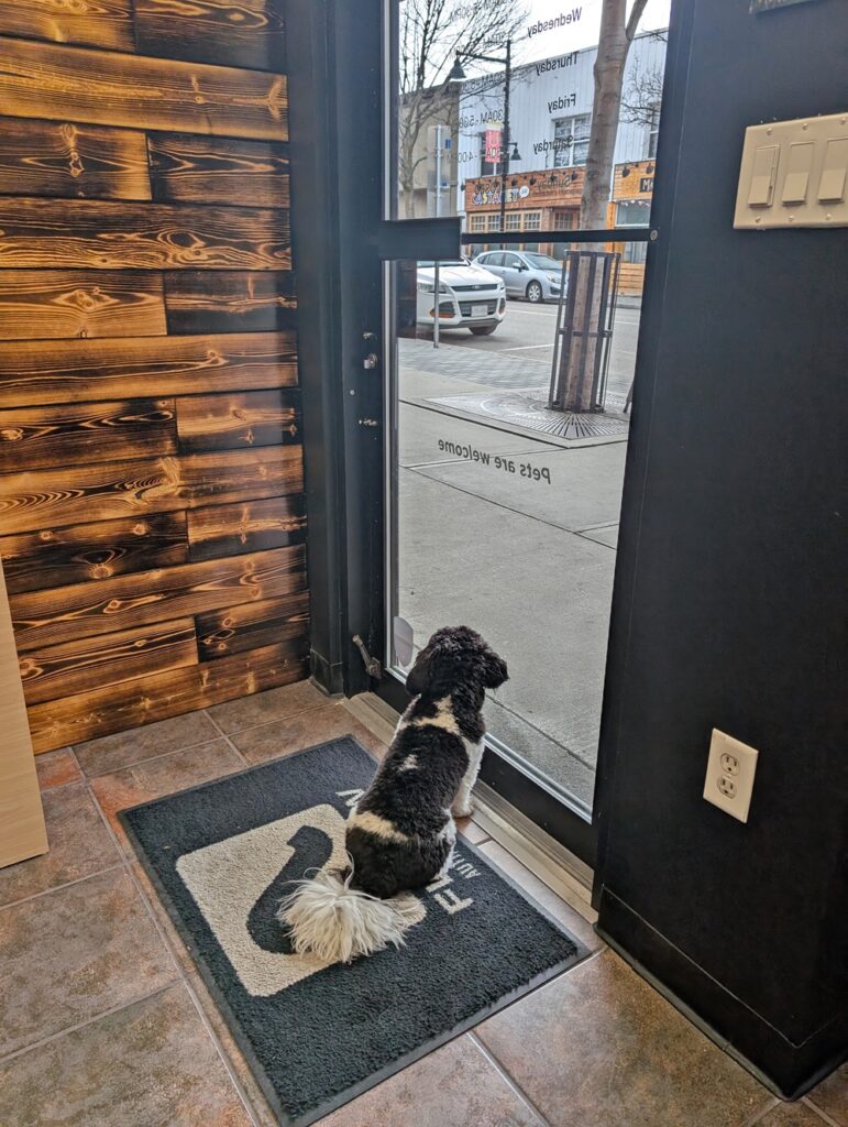 Back view of small black and white dog sat waiting at a store front door in downtown Penticton