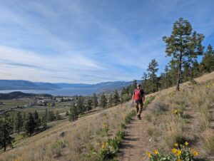 Back view of hiker on narrow trail on Campbell Mountain, with yellow wildflowers in the foreground and vineyards and lake in background