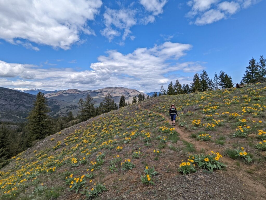 A hiker walks on a narrow path through sloped hill of yellow wildflowers 